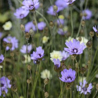 کاسنی دارت در حیاط