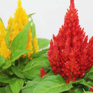 شکوفه تاج خروس تاجی