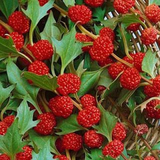 شاخه و برگ سلمک توت گنجشکی