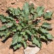 بوته سلمک توت گنجشکی