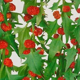 گل سلمک توت گنجشکی