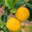 شکوفه نارنج سه برگ