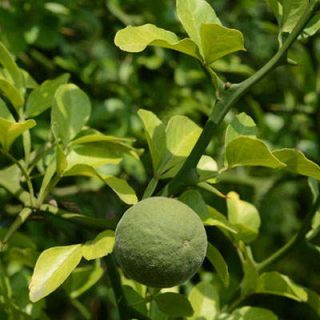 شاخه نارنج سه برگ