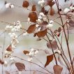 پاییز مروارید سفید
