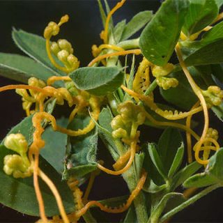 برگ سس معمولی