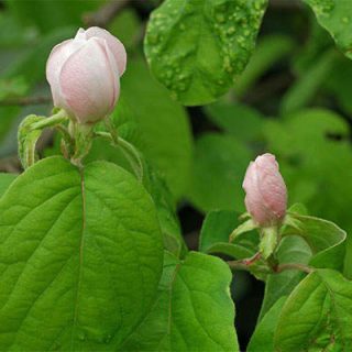 شکوفه به دانه