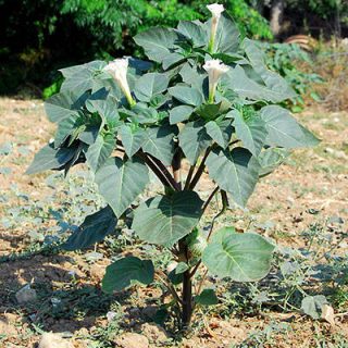 شاخه داتوره تماشایی