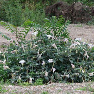 بوته داتوره تماشایی