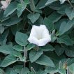 گل داتوره تماشایی