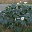 داتوره تماشایی در خیابان
