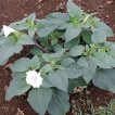 برگ داتوره تماشایی