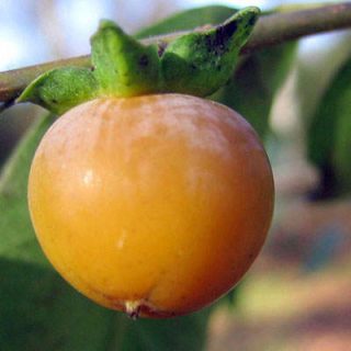 میوه خرمالوی آمریکایی