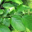 برگ خرمالوی آمریکایی