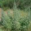 گل گاوزبان ایتالیایی