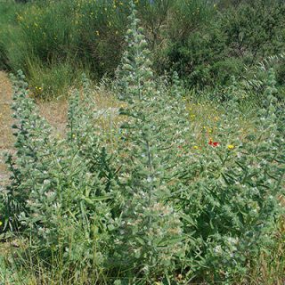 گل گاوزبان ایتالیایی