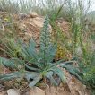 گل گاوزبان ایتالیایی در زمین