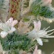 شاخه گل گاوزبان ایتالیایی