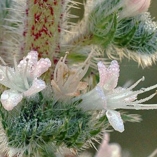 شاخه گل گاوزبان ایتالیایی