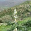 شکوفه سنبل بیابانی