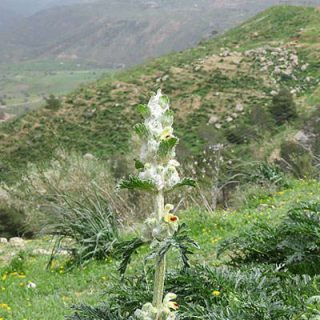 شکوفه سنبل بیابانی