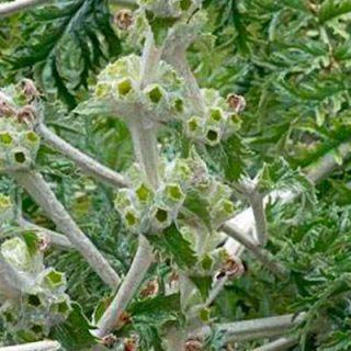 گل سنبل بیابانی