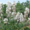 سنبل بیابانی در طبیعت