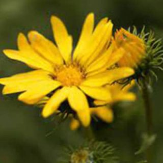 گریندلیا