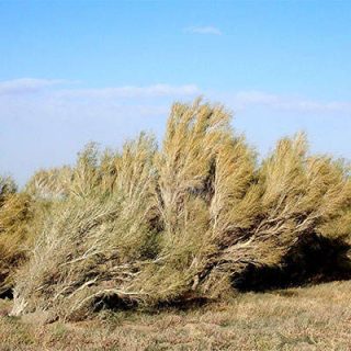 تاغ، سیاه تاغ