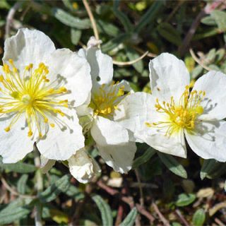 شکوفه گل آفتابی