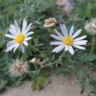 گل ستاره ای وش
