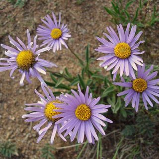 گل ستاره ای وش در زمین