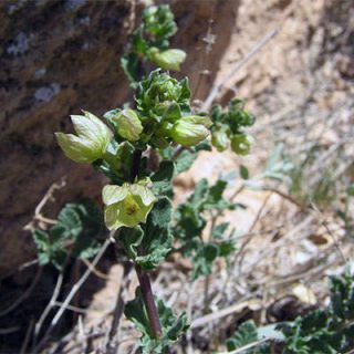 شکوفه گل اروانه