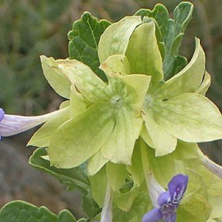 گل اروانه