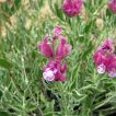 گل اروانه بنفش