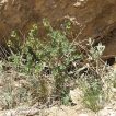 رشته گل اروانه