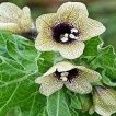 گل بنگدانه تارعنکبوتی