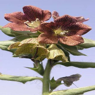 گل بنگدانه مشبک