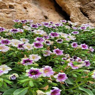 گل بنگدانه آویزان در طبیعت