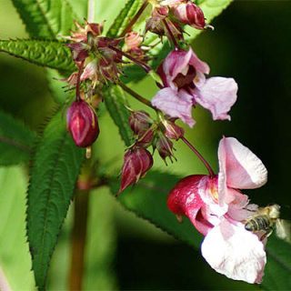 شکوفه گل حنا