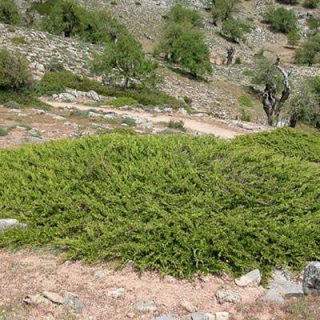 بوته مایمرز