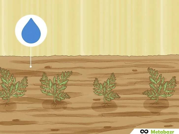 همیشه خاک را مرطوب نگه دارید
