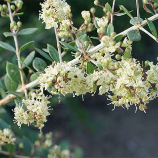 شاخه حنا، مهندی