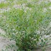بوته حنا، مهندی