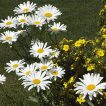 گل مینا در طبیعت