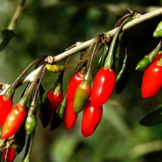 رشته گوجه بری