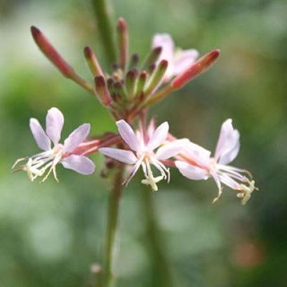 شکوفه گل مغربی دوساله