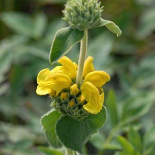 شکوفه گوش بره درختچه ای
