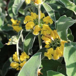 شاخه و برگ گوش بره درختچه ای