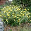 گوش بره درختچه ای در طبیعت