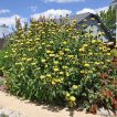 گوش بره درختچه ای در حیاط
